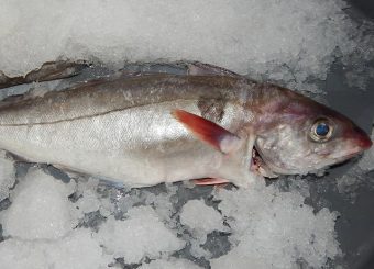 Haddock (Melanogrammus Aeglefinus)