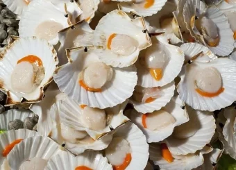 Scallops ..(Pectinidae)