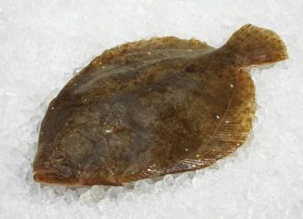 Brill (Scophthalmus rhombus)