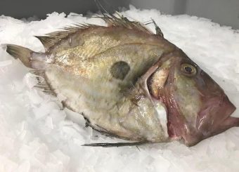 John Dory .(Zeus faber)