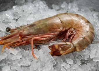 Jumbo Prawns