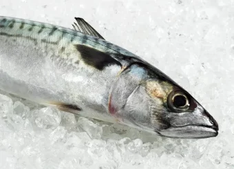 Mackerel …(Scomber scombrus)