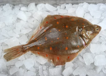 Lemon Sole (Microstomus Kitt)