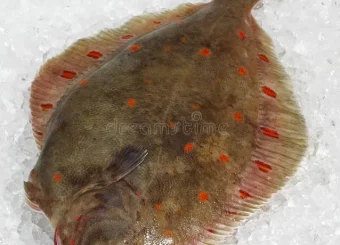 Plaice ..(Pleuronectes Platessa)