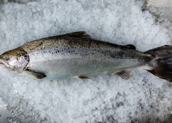 Salmon (Salmo salar)