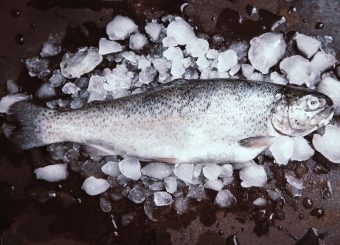 Sea Trout …(Salmo trutta trutta)