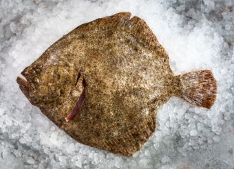 Turbot .(Scophthalmus maximus)